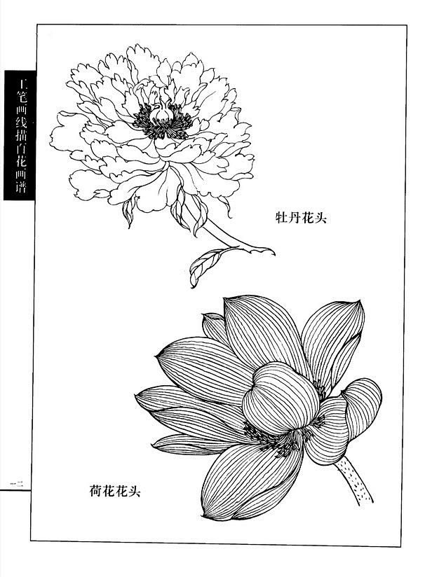 工笔画线描百花画谱春夏篇牡丹花头荷花花头