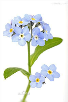 勿忘我花