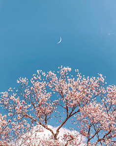 花花风景