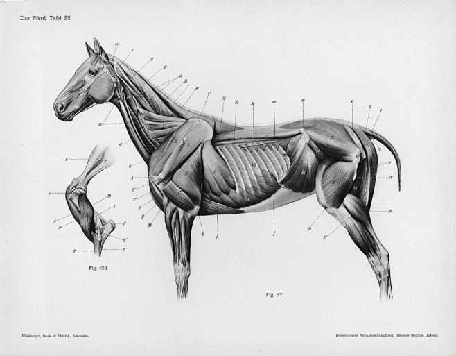 com 马的解剖学结构 (horse anatomy by herman dittrich) - .