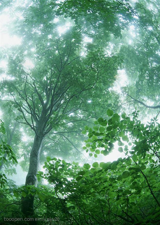 树林幽静绿树森林树木树枝绿叶茂盛浓郁清新清爽春天树林春季树林空旷