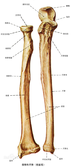 人体骨架