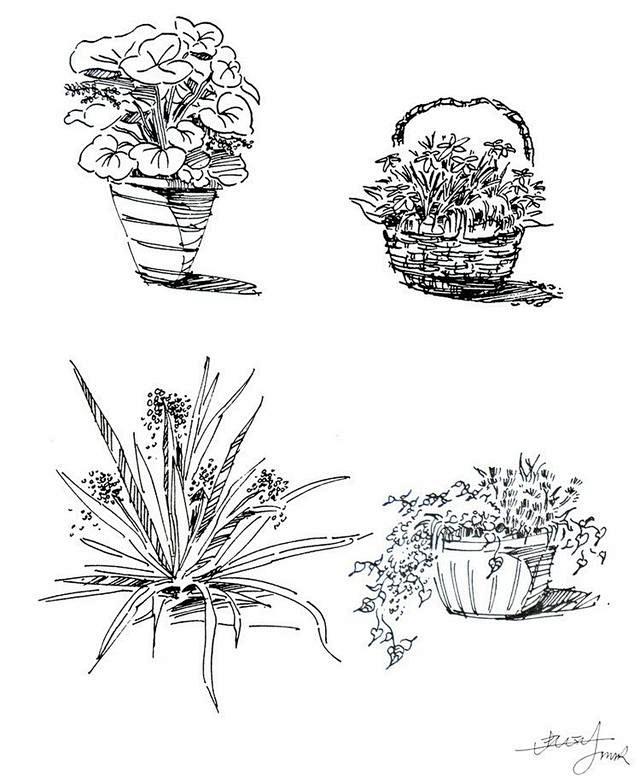 手绘-----速写植物-花瓣网|陪你做生活的设计师 | 手绘原来这么简单