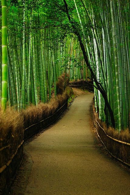 竹林岚山京都日本