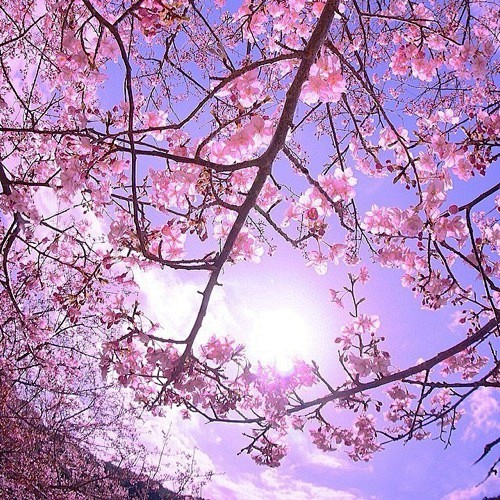 net 开在四月的樱花才是最美的_唯美樱花图片,唯美樱花图片 aladd.
