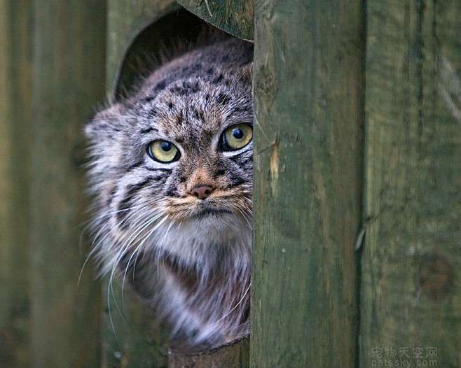 帕拉斯猫