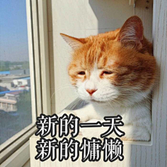 com 满脸都写着高兴 搞笑橘猫表情图片 win4000.