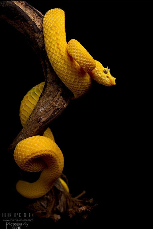 com funkysafari: eyelash viper  by thor hakonsen ozilot.tumblr.