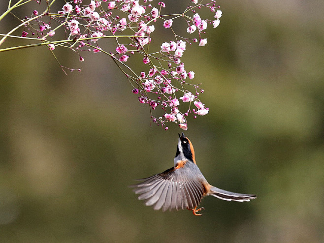 麻雀花