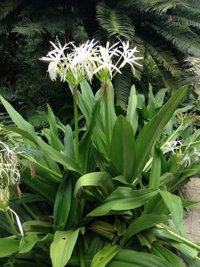 5(1)文殊兰1,别名:十八学士,白花石蒜.株高:1-1.5m.花白色,具芳香.花
