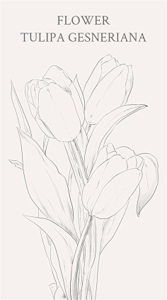 com 郁金香(学名:tulipa gesneriana),百合科郁金香属的草本植物.
