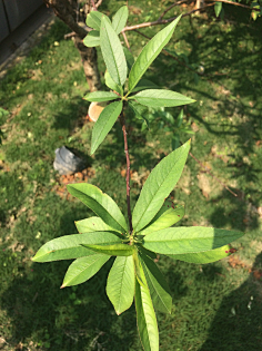 植物识别