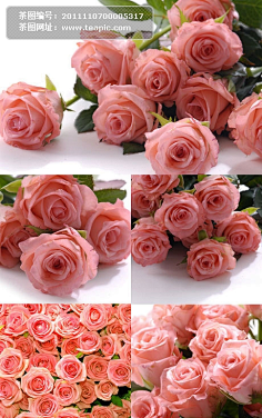 so beautiful-花瓣网|陪你做生活的设计师 | 粉红色玫瑰花高清图片