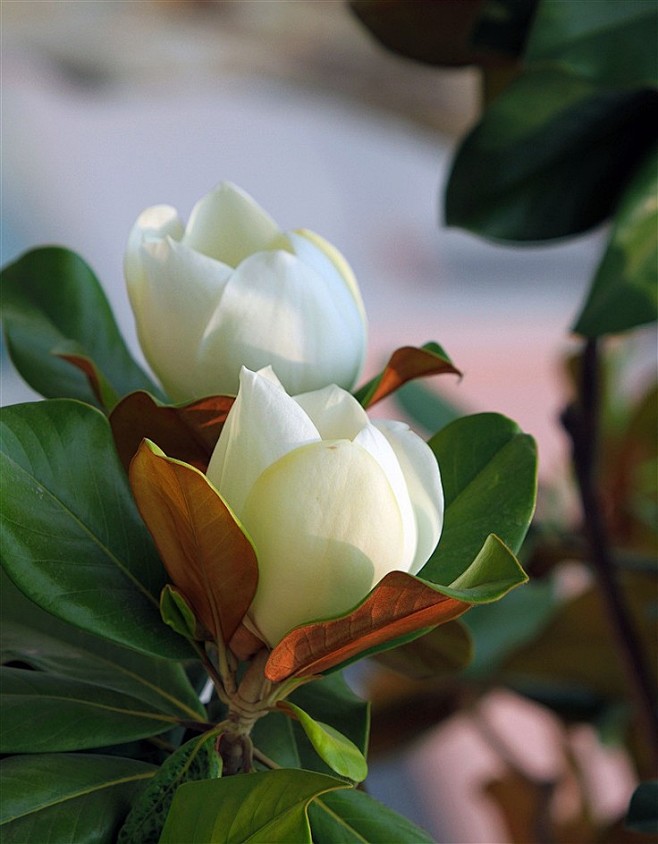digu.com 广玉兰(学名:magnolia grand