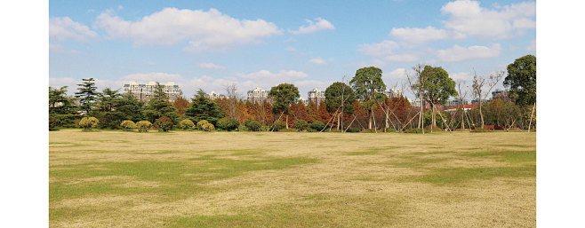 阳光大草坪