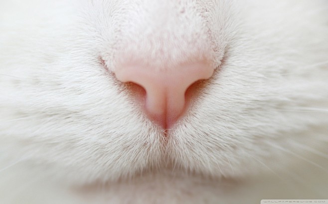 特写猫动物宠物的鼻子国内的猫壁纸2722355wallbasecc