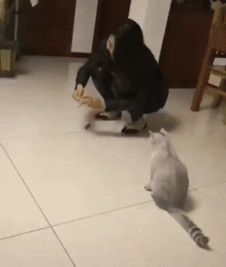 21克~采集到搞笑gif