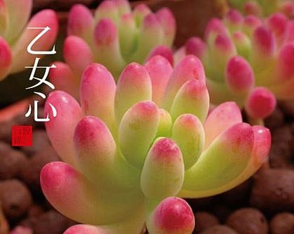 郁金香转采于2019-03-09 11:09:41素材,胖嘟嘟圆滚滚植物幻想番茄少女