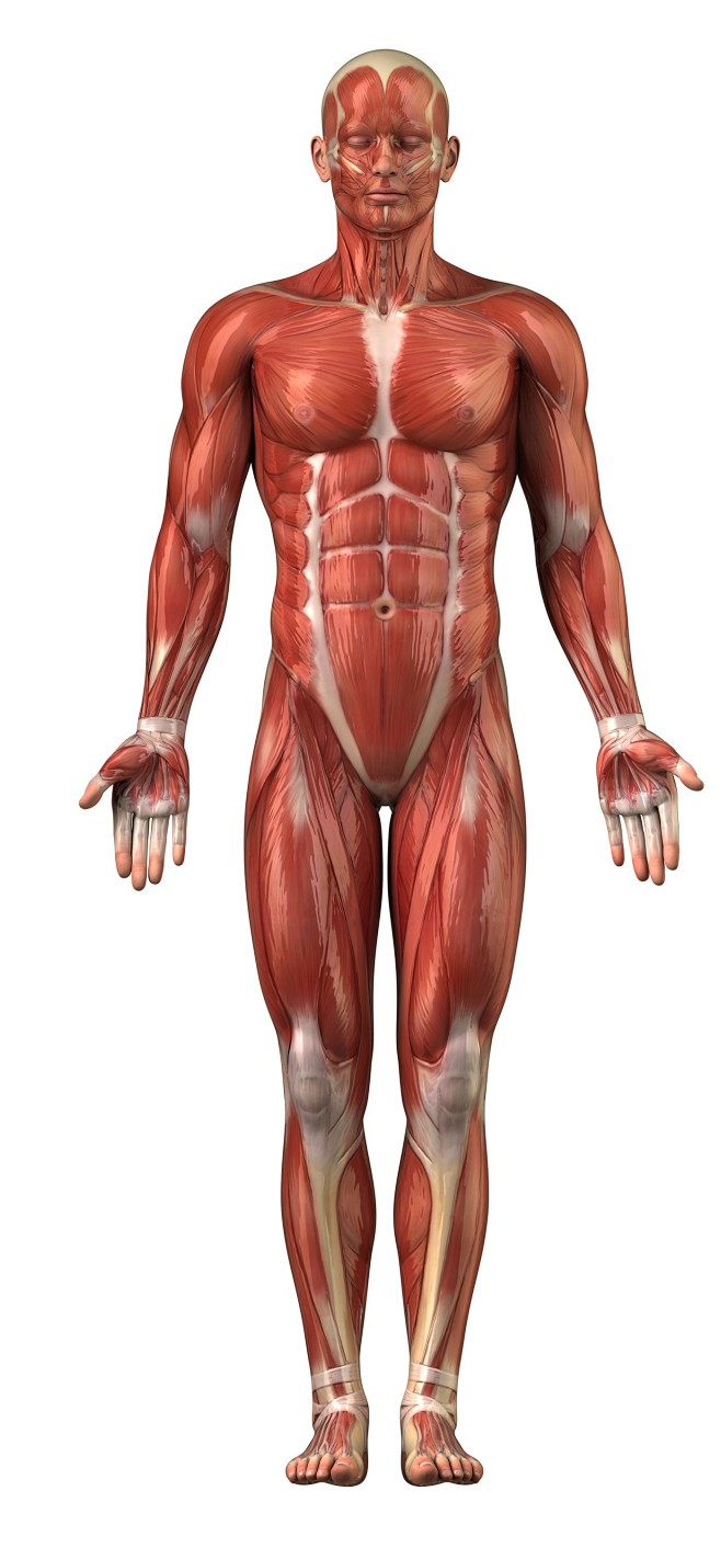 肌肉结构11