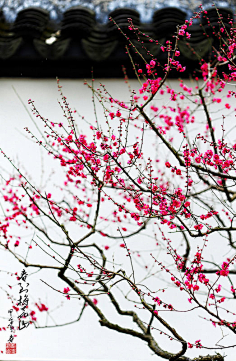 梅花摄影