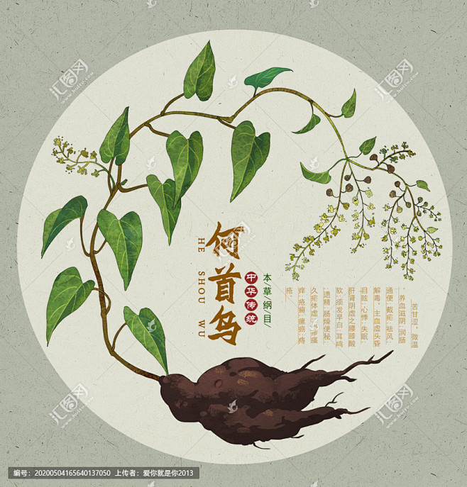 何首乌插画中药材何首乌药用植物白首乌隔山撬牛皮消隔山消健发乌发