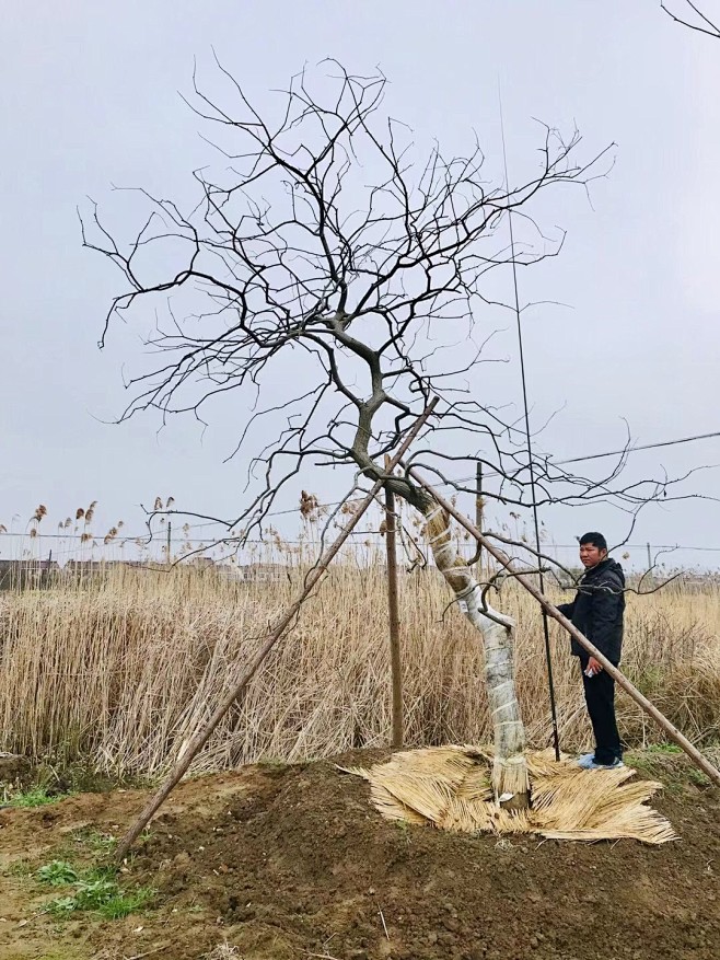 枫和自由从大脑袋女友转采于2021-04-09 14:56:19乌桕造型植物枫和