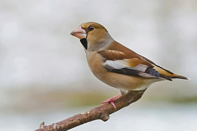 雀科 锡嘴雀属hawfinch by ferenc hoffman on 500px鸟类那烂陀寺同采