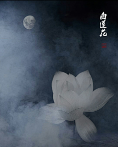 摄影花卉-花瓣网|陪你做生活的设计师 | aren.org