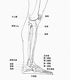 腿骨与脚骨1d76949bcb6646cebbc163ae8fe3d626采集到人体结构采集