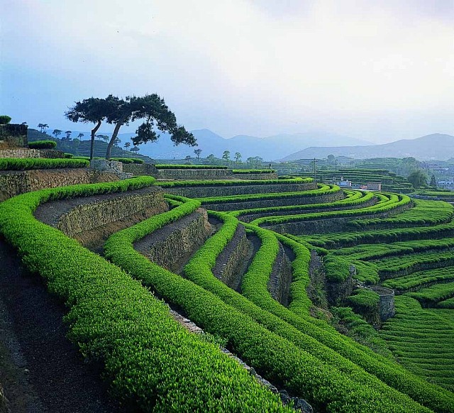 茶园梯田