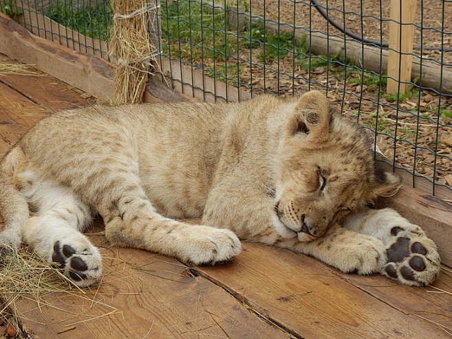 动物狮子幼崽动物园小狮子家猫猫科动物