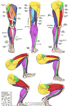 结构肌肉人体
