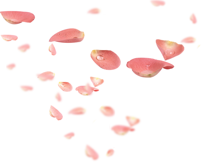 花瓣 素材 png素材 玫瑰花瓣 樱花 桃花 飘落 飘洒 散落 前景素材 a