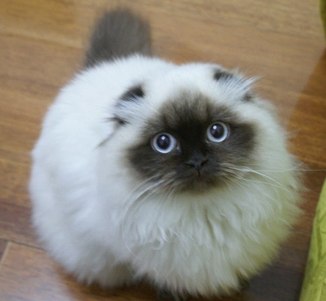 com himalayan (colorpoint persian)/喜马拉雅猫(重点色波斯猫) .