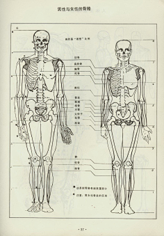 男女骨骼