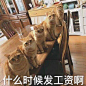 猫咪表情包