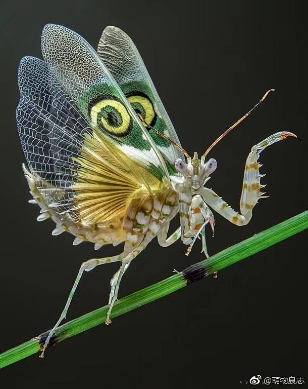 今天给大家介绍一下刺花螳螂(psuedocreobotra wahlbergii),它的翅