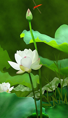 deuem_紫依采集到我爱古韵 莲子不可得,荷花生水中.