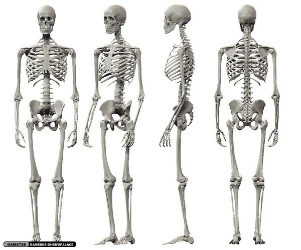 人体骨骼肌肉图