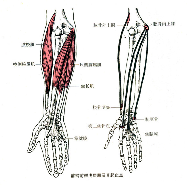 19前臂前群浅层肌尺侧腕伸肌桡侧腕长伸肌桡侧腕短伸肌