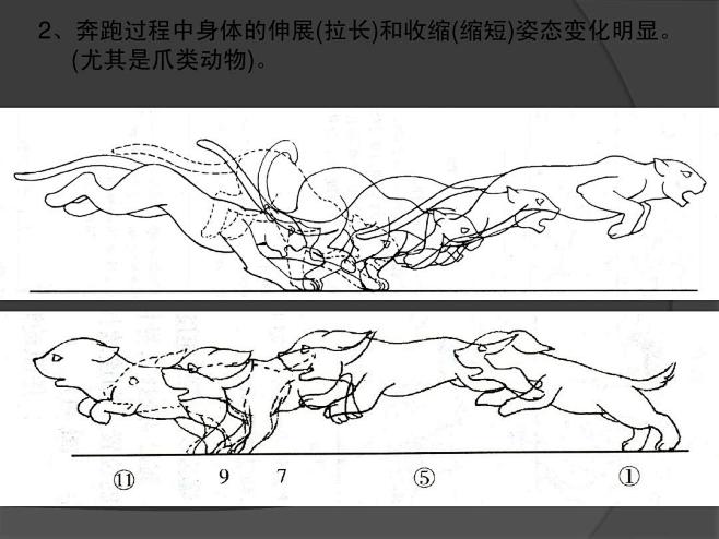 动画运动规律动物