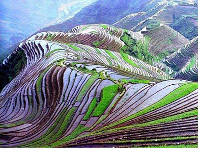 梯田水稻田云南中国美景