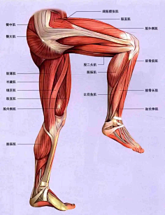 com 大腿肌肉解剖图 : 大腿肌肉解剖图 腿部是是位于臀部与脚踝之间的