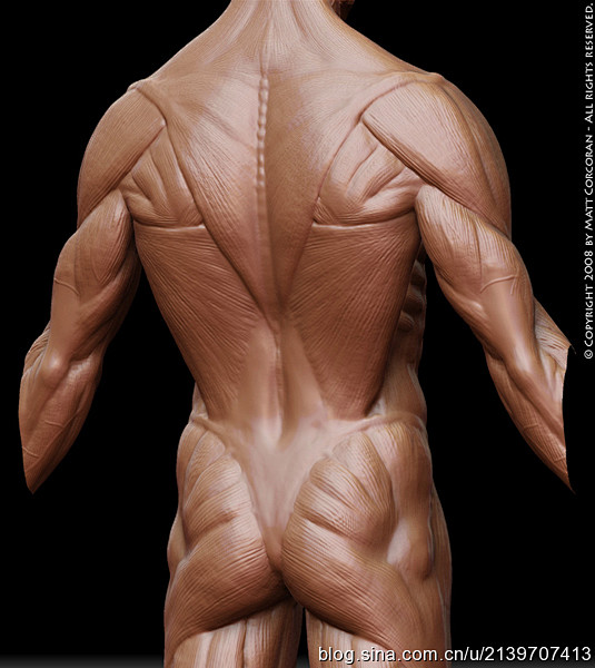 人体肌肉参考背面