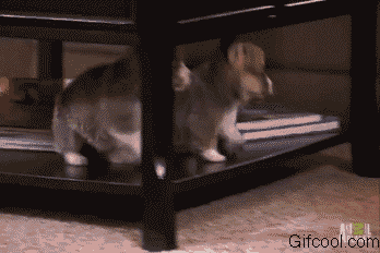 baidu.com 【搞笑gif图】那些你不得不笑的gif图.