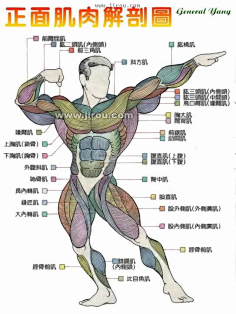 身体结构 肌肉-花瓣网|陪你做生活的设计师【教程】人体肌肉结构