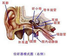耳鼻喉解剖图