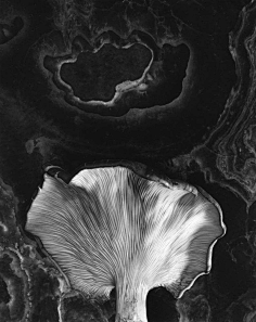 爱德华·韦斯顿(edward weston)