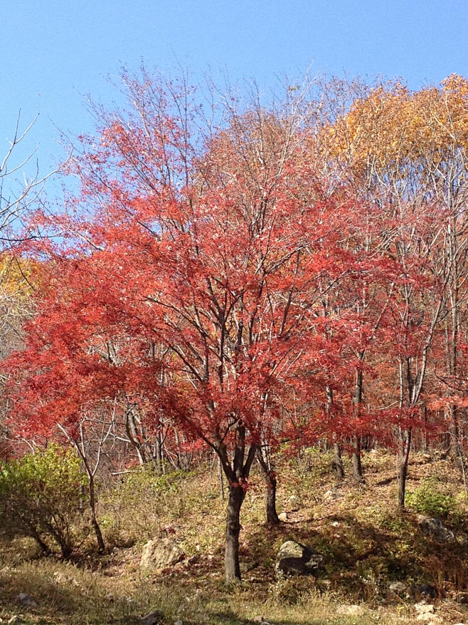 元宝枫