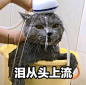猫咪表情包